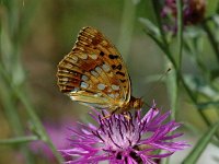 Argynnis adippe 9, Adippevlinder, Saxifraga-Jan van der Straaten