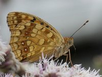 Argynnis adippe cleodoxa 45, Saxifraga-Willem van Kruijsbergen