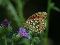 Argynnis aglaja 15, Grote parelmoervlinder, Vlinderstichting-Kars Veling