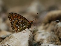 Argynnis aglaja 19, Grote parelmoervlinder, Vlinderstichting-Albert Vliegenthart