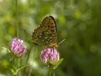 Argynnis aglaja 20, Grote parelmoervlinder, Saxifraga-Willem van Kruijsbergen