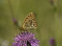 Argynnis aglaja 23, Grote parelmoervlinder, Saxifraga-Jan van der Straaten