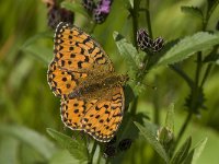 Argynnis aglaja 28, Grote parelmoervlinder, Saxifraga-Jan van der Straaten