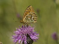 Argynnis aglaja 29, Grote parelmoervlinder, Saxifraga-Jan van der Straaten