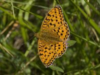 Argynnis aglaja 36, Grote parelmoervlinder, Saxifraga-Willem van Kruijsbergen