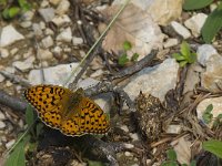 Argynnis aglaja 37, Grote parelmoervlinder, Saxifraga-Jan van der Straaten