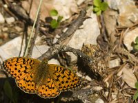 Argynnis aglaja 38, Grote parelmoervlinder, Saxifraga-Jan van der Straaten