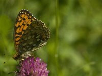 Argynnis aglaja 46, Grote parelmoervlinder, Saxifraga-Jan van der Straaten