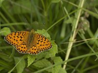 Argynnis aglaja 48, Grote parelmoervlinder, Saxifraga-Jan van der Straaten