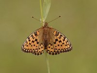 Argynnis aglaja 58, Grote parelmoervlinder, Saxifraga-Bas Klaver