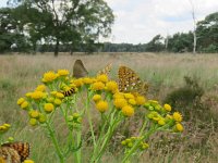 Argynnis aglaja 60, Grote parelmoervlinder, Saxifraga-Mark Zekhuis.jpg