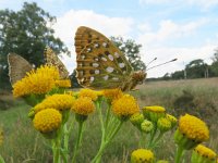 Argynnis aglaja 61, Grote parelmoervlinder, Saxifraga-Mark Zekhuis.jpg