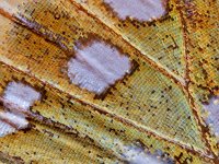 Argynnis aglaja 73, Grote parelmoervlinder, Saxifraga-Ab H. Baas