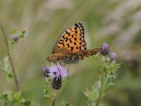 Argynnis aglaja 80, Grote parelmoervlinder, Saxifraga-Luuk Vermeer