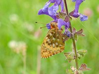 Argynnis aglaja 88, Grote parelmoervlinder, on Salvia pratensis, Saxifraga-Kars Veling