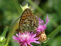 Argynnis aglaja 9, Grote parelmoervlinder, male, Saxifraga-Jan van der Straaten