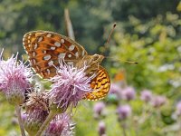 Argynnis aglaja 97, Grote parelmoervlinder, on Cirsium arvense, Saxifraga-Kars Veling