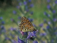 Argynnis niobe 10, Duinparelmoervlinder, Vlinderstichting-Kars Veling