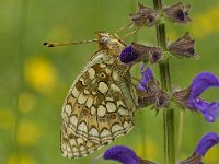 Argynnis niobe 11, Duinparelmoervlinder, Vlinderstichting-Kars Veling