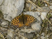 Argynnis niobe 12, Duinparelmoervlinder, Saxifraga-Jan van der Straaten