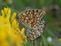 Argynnis niobe 16, Duinparelmoervlinder, Saxifraga-Arthur van Dijk