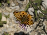 Argynnis niobe 17, Duinparelmoervlinder, Saxifraga-Jan van der Straaten