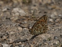 Argynnis niobe 18, Duinparelmoervlinder, Saxifraga-Marijke Verhagen