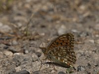 Argynnis niobe 19, Duinparelmoervlinder, Saxifraga-Marijke Verhagen