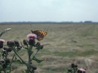 Argynnis niobe 2, Duinparelmoervlinder, habitat, Vlinderstichting-Kars Veling