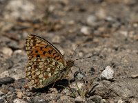 Argynnis niobe 20, Duinparelmoervlinder, Saxifraga-Marijke Verhagen