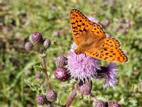 Argynnis niobe 24, Duinparelmoervlinder, on Cirsium arvense, Saxifraga-Kars Veling