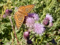 Argynnis niobe 29, Duinparelmoervlinder, on Cirsium arvense, Saxifraga-Kars Veling