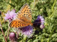 Argynnis niobe 30, Duinparelmoervlinder, on Cirsium arvense, Saxifraga-Kars Veling