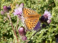 Argynnis niobe 31, Duinparelmoervlinder, on Cirsium arvense, Saxifraga-Kars Veling