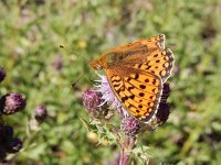 Argynnis niobe 37, Duinparelmoervlinder, on Cirsium arvense, Saxifraga-Kars Veling