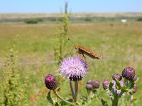 Argynnis niobe 43, Duinparelmoervlinder, on Cirsium arvense, Saxifraga-Kars Veling