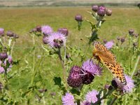 Argynnis niobe 45, Duinparelmoervlinder, on Cirsium arvense, Saxifraga-Kars Veling