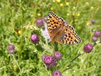 Argynnis niobe 48, Duinparelmoervlinder, on Cirsium arvense, Saxifraga-Kars Veling