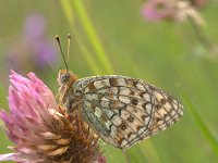 Argynnis niobe 5, Duinparelmoervlinder, Vlinderstichting-Kars Veling