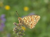 Argynnis niobe 6, Duinparelmoervlinder, Vlinderstichting-Kars Veling