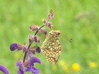 Argynnis niobe 9, Duinparelmoervlinder, Vlinderstichting-Kars Veling