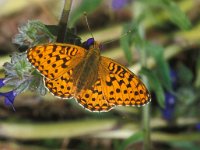 Argynnis niobe 13, Duinparelmoervlinder, Saxifraga-Pim Tiemens