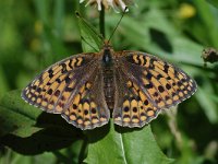 Argynnis niobe 14, Duinparelmoervlinder, Vlinderstichting-Albert Vliegenthart