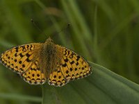 Argynnis niobe 15, Duinparelmoervlinder, Saxifraga-Jan van der Straaten