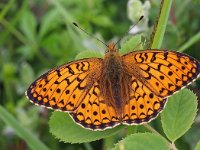 Argynnis niobe 21, Duinparelmoervlinder, Saxifraga-Hans Dekker