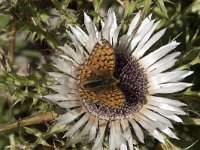 Argynnis niobe 22, Duinparelmoervlinder, Saxifraga-Willem van Kruijsbergen