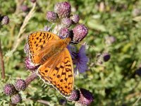 Argynnis niobe 26, Duinparelmoervlinder, on Cirsium arvense, Saxifraga-Kars Veling