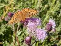 Argynnis niobe 28, Duinparelmoervlinder, on Cirsium arvense, Saxifraga-Kars Veling