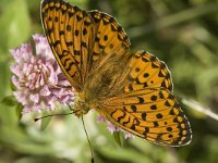 Argynnis niobe 3, Duinparelmoervlinder, male, Saxifraga-Marijke Verhagen