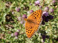 Argynnis niobe 34, Duinparelmoervlinder, on Cirsium arvense, Saxifraga-Kars Veling